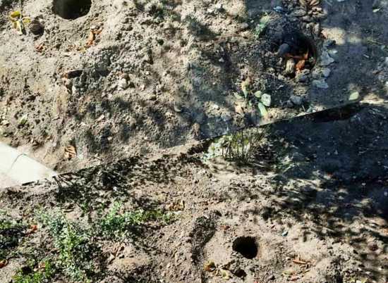 На западе Волгограда неизвестные выкопали девять новых кустарников