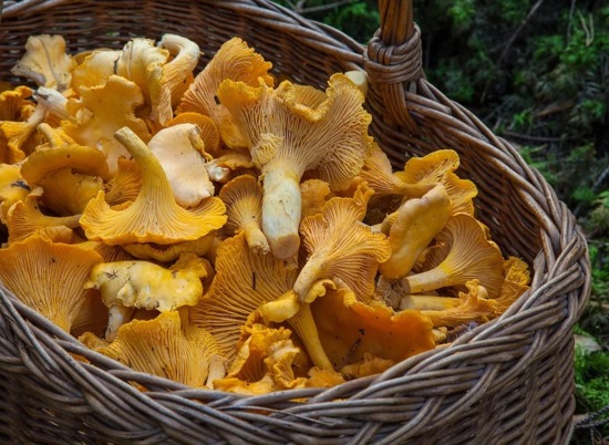 В Роспотребнадзоре волгоградцам рассказали, как не отравиться собранными в лесу грибами