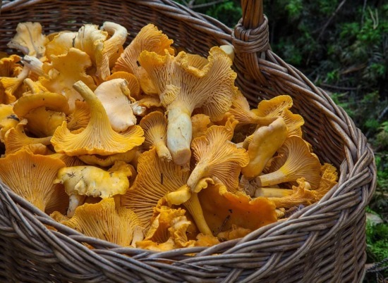 Шестеро пенсионеров из Волгоградской области отравились лесными грибами