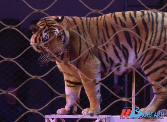 Тигры на арене: «Звёзды манежа» из Казанского цирка блистают в Волгограде