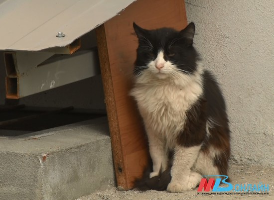 В хуторе Волгоградской области объявили карантин из-за бешеного кота