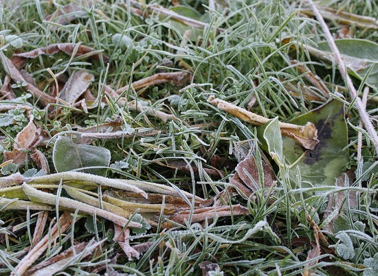 В Волгоградской области ожидаются заморозки до -5 градусов