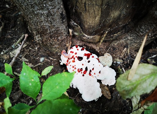 Редкие краснокнижные грибы выросли в Волго-Ахтубинской пойме