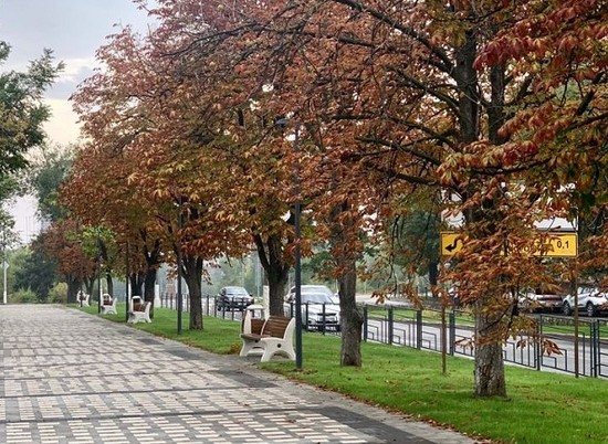 На улице Титова Волгограда благоустроили каштановую аллею