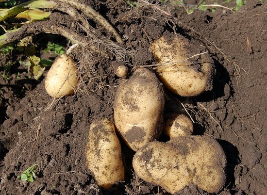 Эксперт предупреждает волгоградцев о подорожании картофеля в ноябре