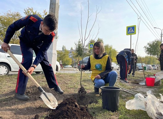 140 деревьев и кустарников высадили в Кировском районе Волгограда