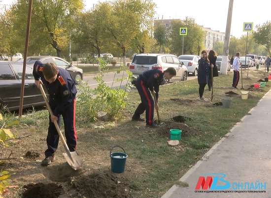 Уничтоженные златкой ясени в Волгограде заменили новыми деревьями