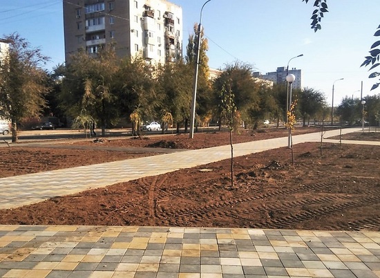 В парке «50 лет Октября» в Волгограде высаживают 160 деревьев и кустарников