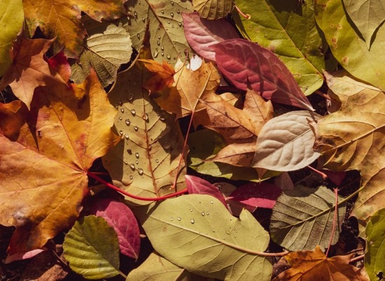 Иммунолог предупредил об опасном свойстве опавших листьев
