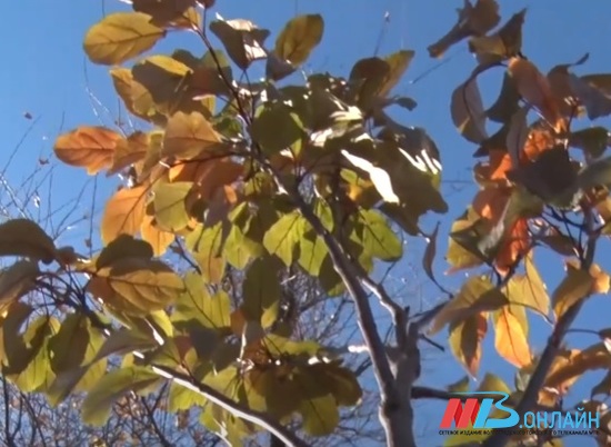 20 яблонь украсили парк 70-летия Победы в Волгограде