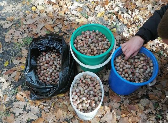 В лесных массивах Волгоградской области собрали более шести тонн желудей