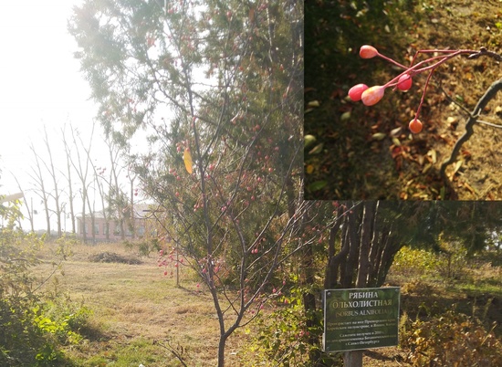 Дендрарий природного парка в Волгоградской области пополнили новые виды растений