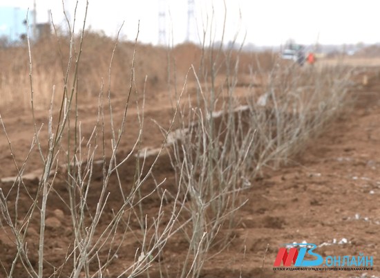 Работники КАУСТИКа высадят три тысячи тополей на юге Волгограда