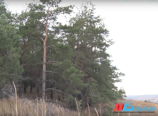 «Есть такая профессия – лес охранять»: волгоградские лесхозы отмечают 85-летие