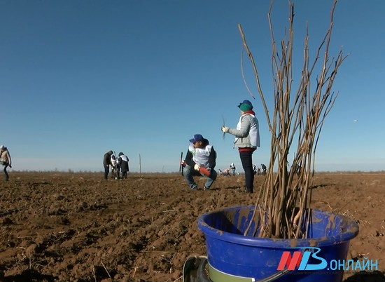 Привычные к степной жаре: в Волгограде высадили деревья на месте крупных лесных пожаров