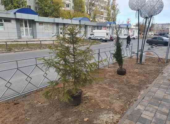 Этой осенью зеленый фонд Волгограда пополнили еще 9 тысяч растений