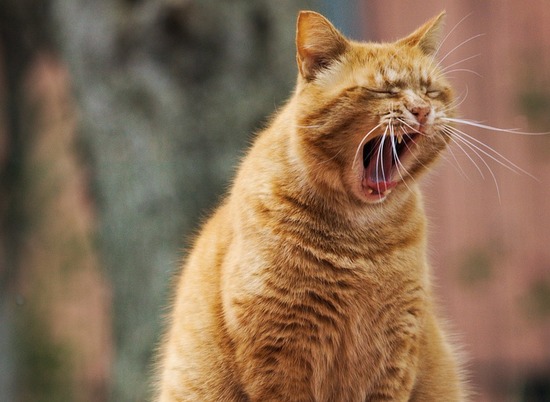 Зоологи выяснили: кошки могут вычислять местоположение хозяина по голосу