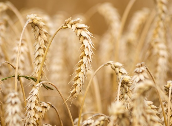 В Волгоградской области экс-глава элеватора получил срок за аферу с пшеницей на 320 млн