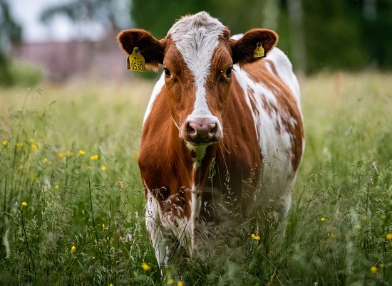 У коров на ферме в Волгоградской области выявили опасное заболевание