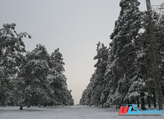 Предпоследняя неделя в Волгоградской области выдастся снежной
