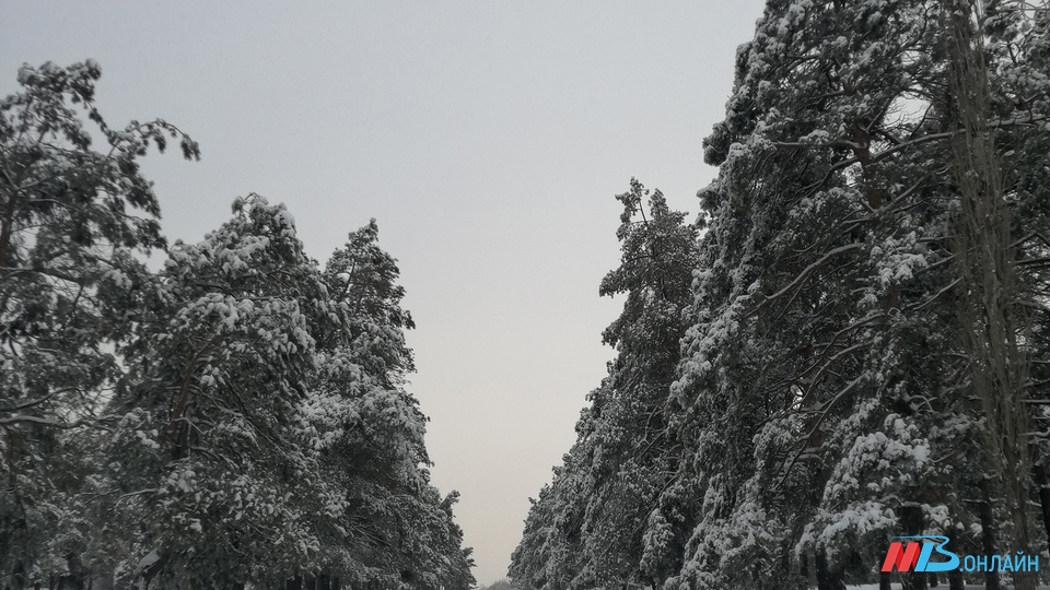 Во вторник жителей Волгоградской области ожидают снег и мороз до -16