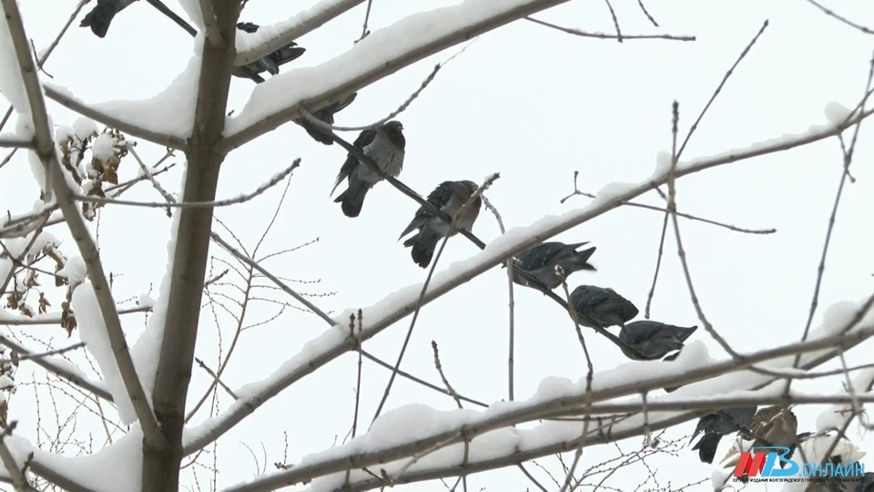 17 января в Волгоградскую область вернутся снег и метель