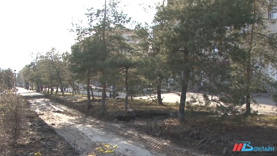 В администрации Дзержинского района Волгограда опровергли сведения о массовом уничтожении деревьев