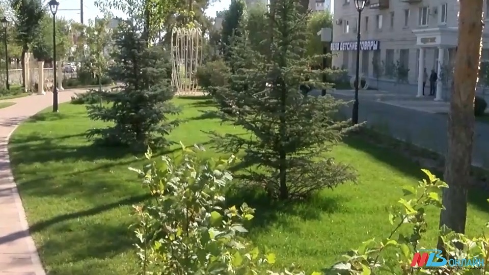 В Волгограде опровергли массовый сруб деревьев вдоль проспекта Жукова
