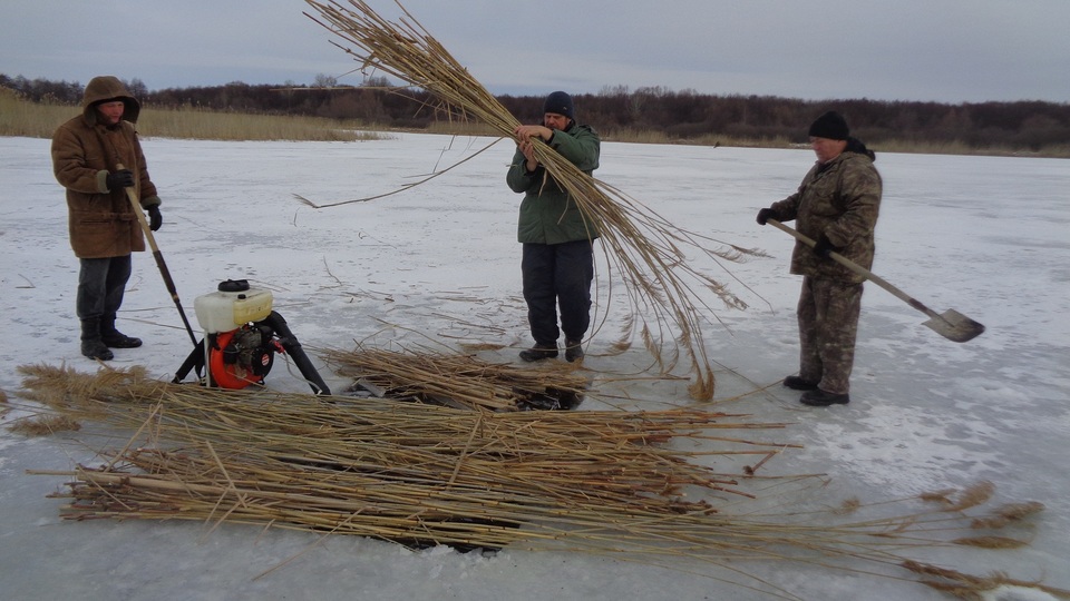 В Волгоградской области проводят спецоперацию по спасению рыбы от замора
