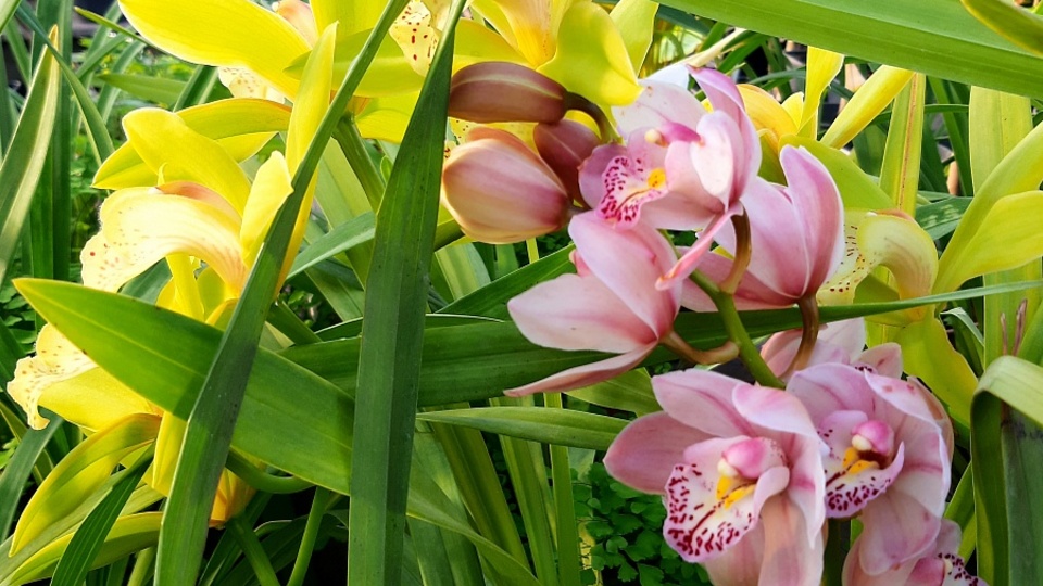 Прогулка по тропикам: в Волгограде открылась выставка орхидей
