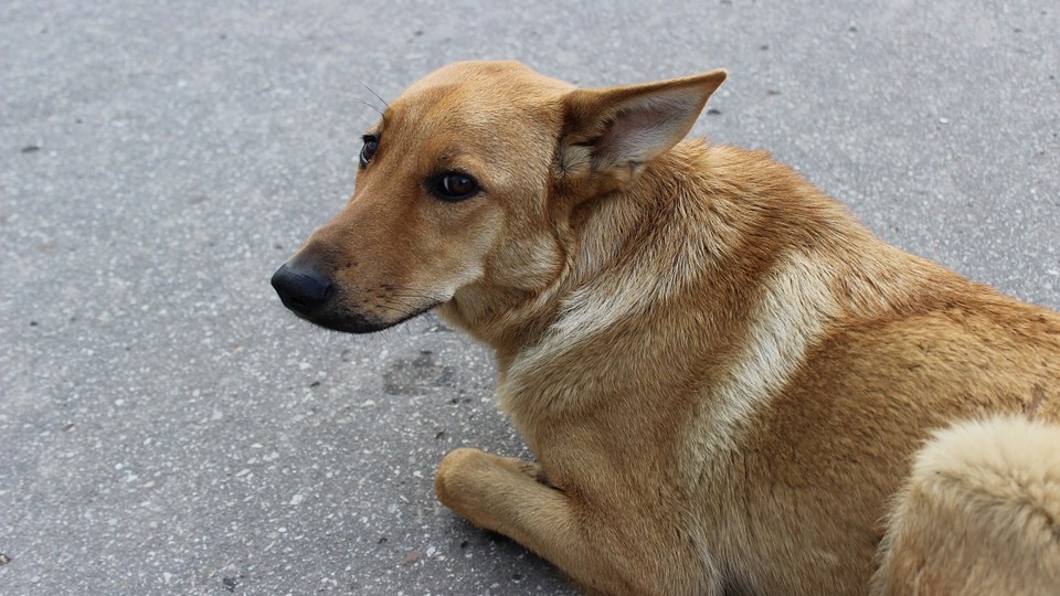 Бродячая собака покусала школьницу в Волжском Волгоградской области