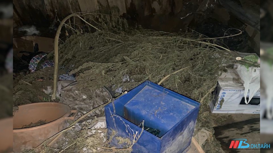 Житель села в Волгоградской области хранил в доме 7 кг марихуаны
