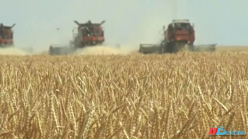 Волгоградская область заняла 9-е место в рейтинге по объемам экспорта зерна
