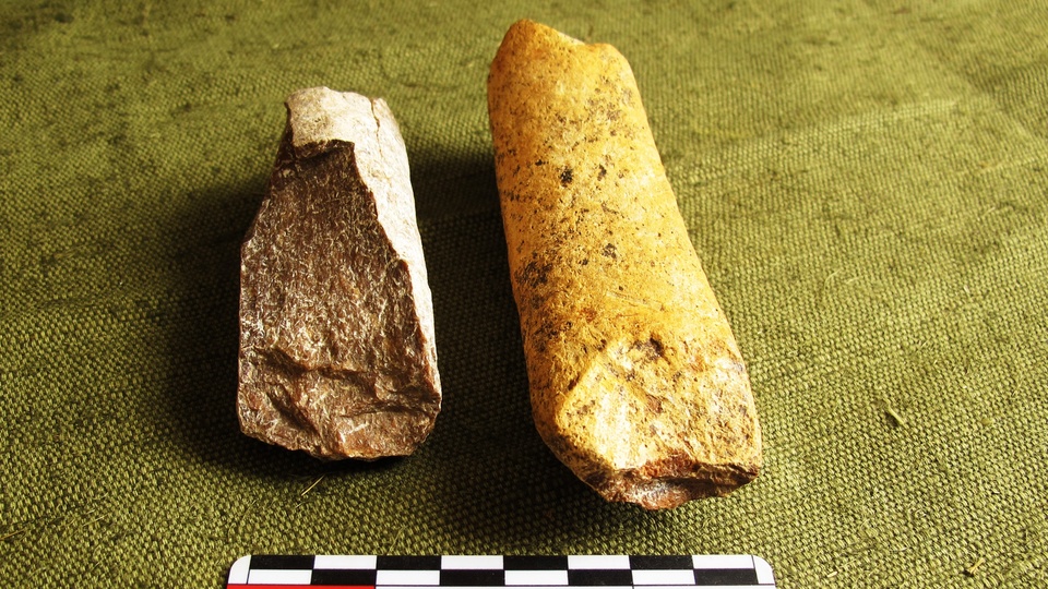 Волгоградский археолог обнаружил на костях мамонта следы от укусов гиен
