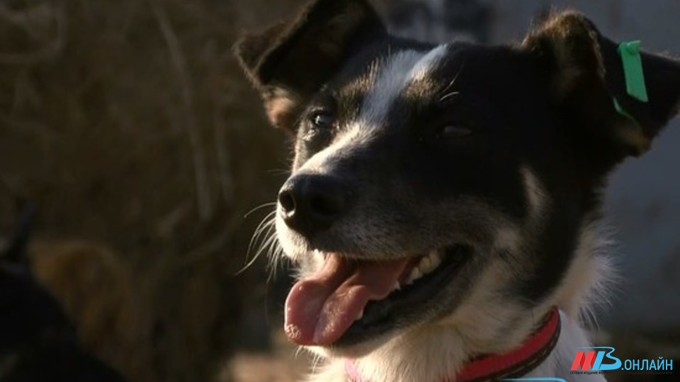 В Волгоградской области сократилась численность бродячих собак