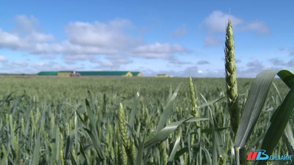 Аграрии Волгоградской области засеяли озимыми 177 тысяч гектаров под урожай 2022 года