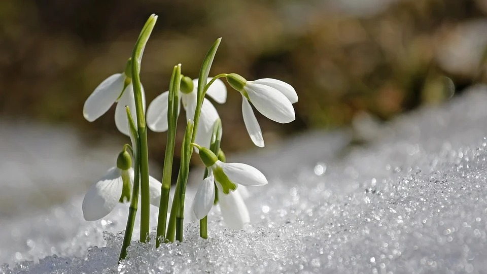 Весна в Волгоградской области начнется со снега