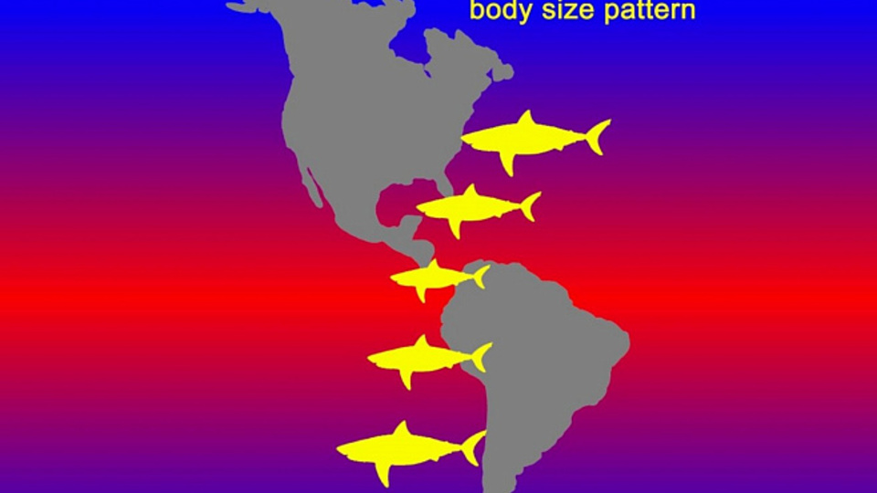 Самые крупные акулы-мегалодоны жили в холодных водах