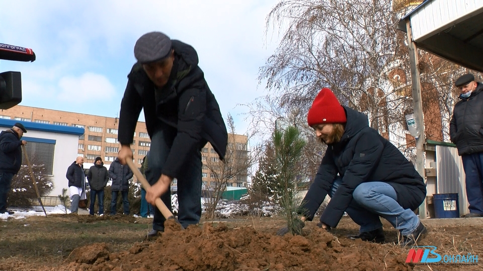 Бывшие пациенты Волжского уронефрологического центра высадили хвойные деревья