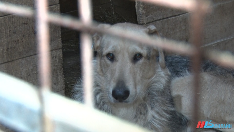 В Волгограде благоустроили пункт временного содержания бездомных животных