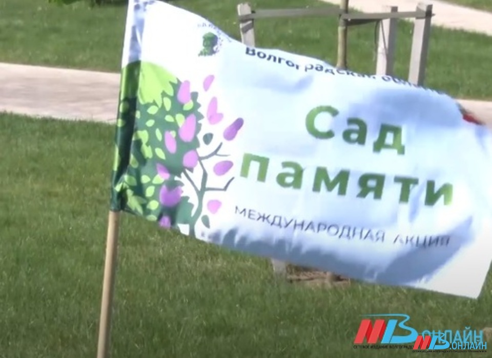 В Волгоградской области в честь героев ВОВ высадят 600 000 белых акаций
