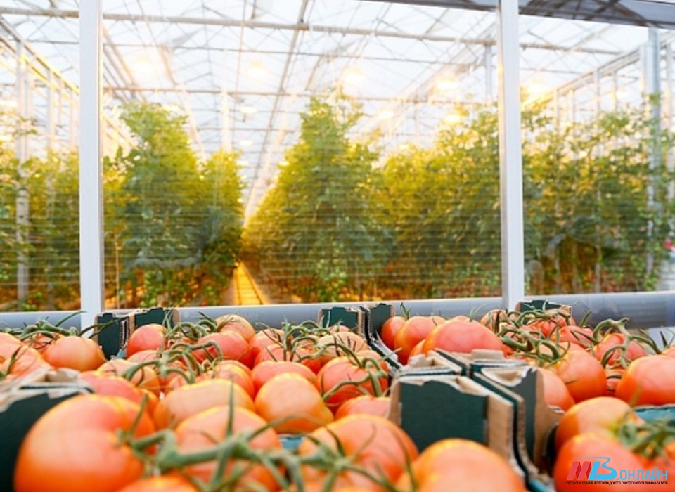 Волгоградская область вошла в ТОП-10 по выращиванию огурцов и помидоров