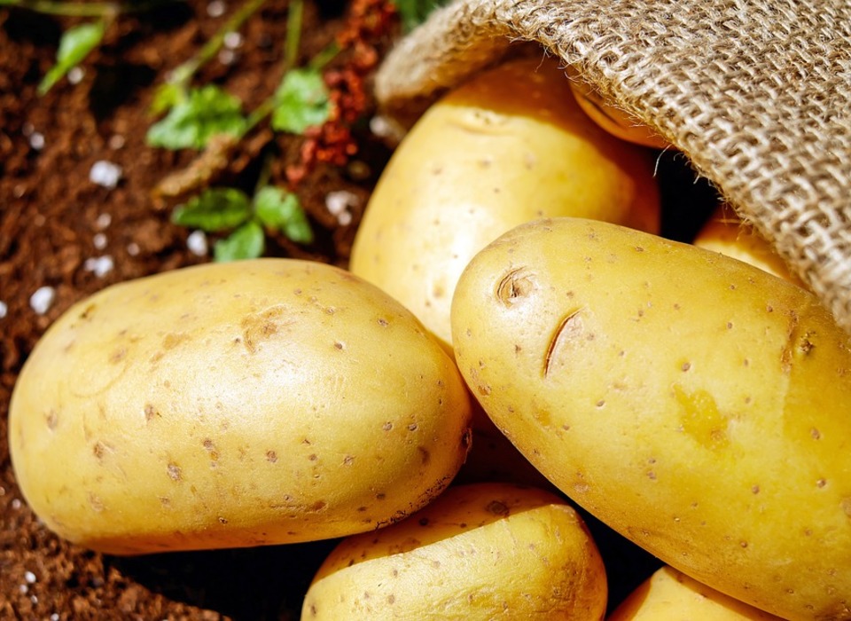 Волгоградцы планируют увеличить посев картофеля
