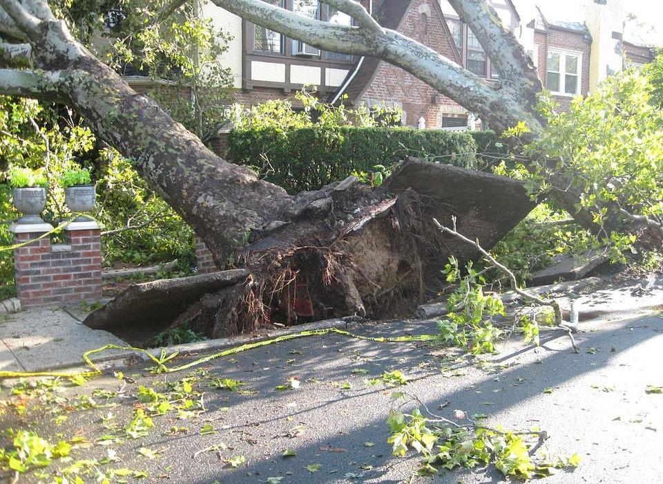 В Волгограде упавшее дерево раздавило припаркованный внедорожник