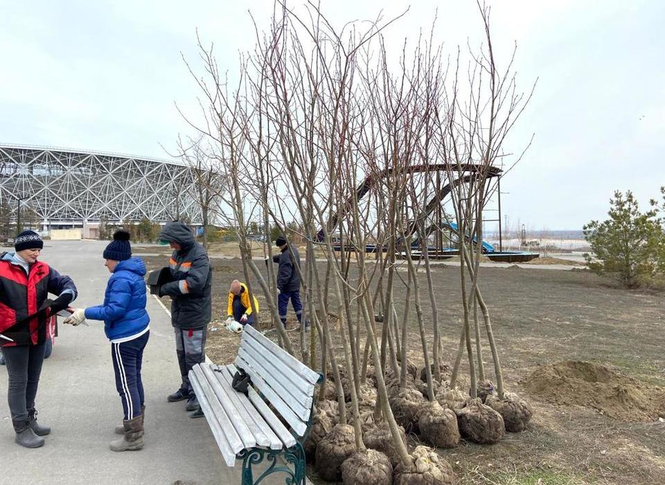 В Волгоградском ЦПКиО появятся фамильные деревья