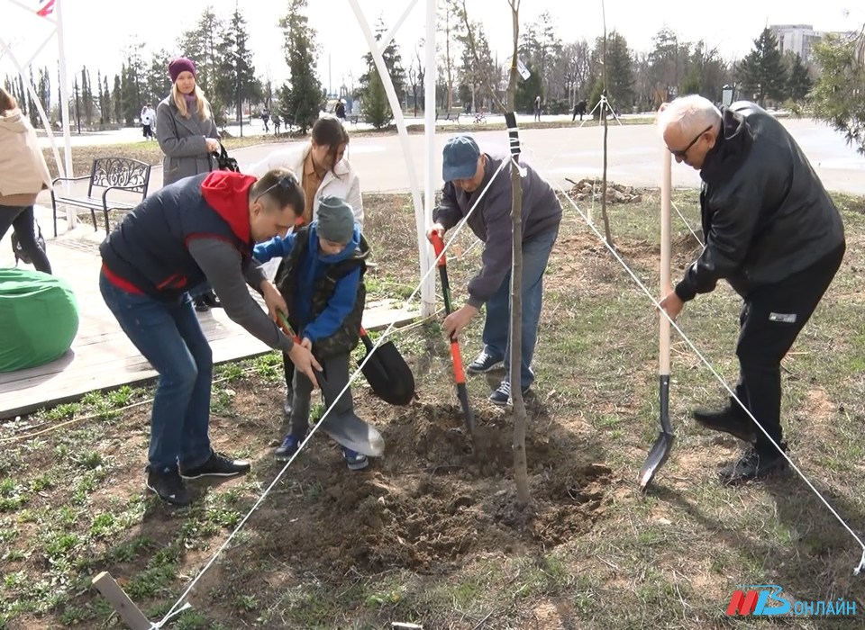 Команда телеканала МТВ посадила свое фамильное дерево в ЦПКиО