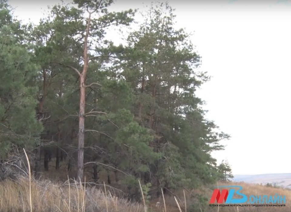 В Волгоградской области временно запретят посещать леса