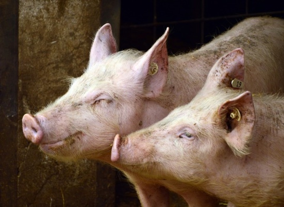Под Волгоградом объявлен карантин по африканской чуме свиней
