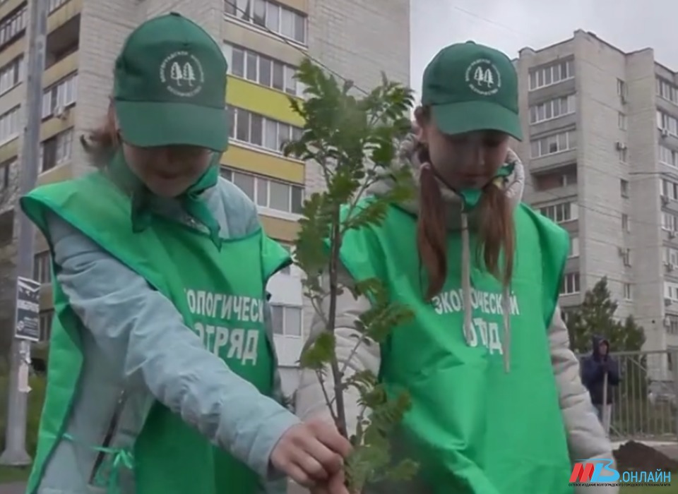 В Волгограде прошла экологическая акция "Проросток"