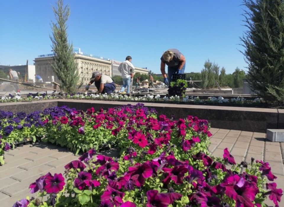 В центре Волгограда появится более 60 000 новых цветов